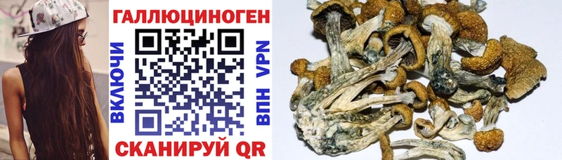 гидра зеркало  Юхнов  Псилоцибиновые грибы Cubensis  где найти  